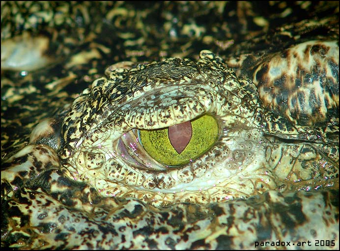 photo "Alligator eye" tags: macro and close-up, nature, wild animals