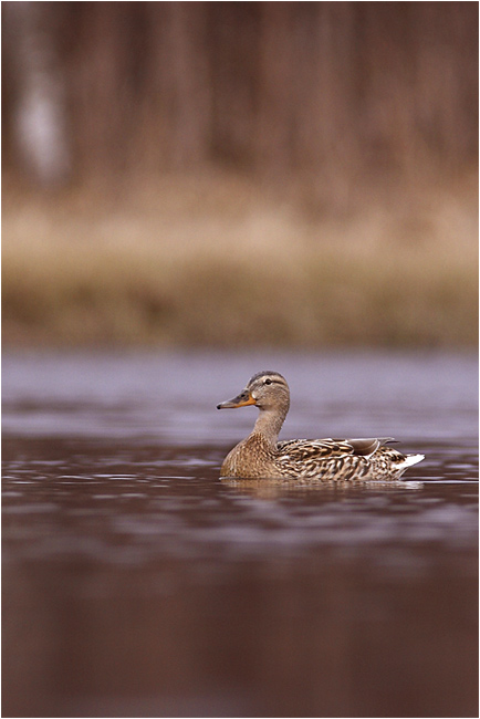 photo "Duck" tags: nature, portrait, wild animals