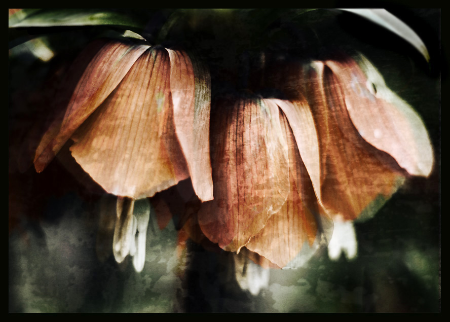 photo "When hopes die" tags: abstract, nature, flowers