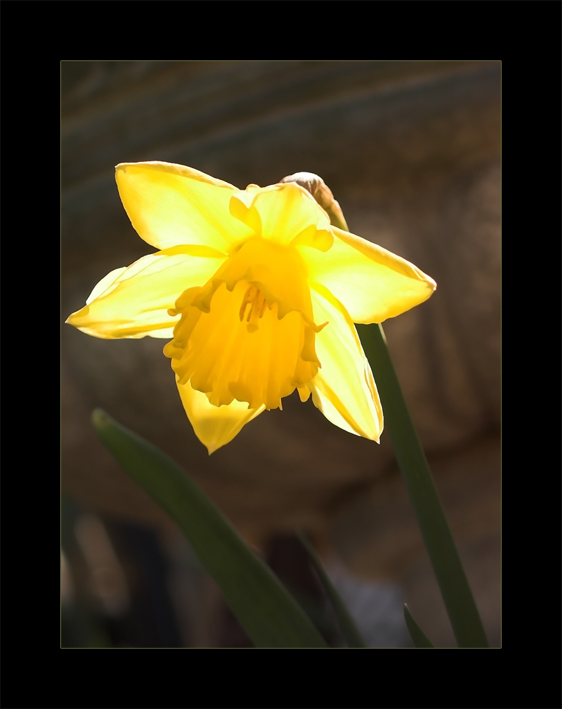 photo "Lantern" tags: nature, flowers