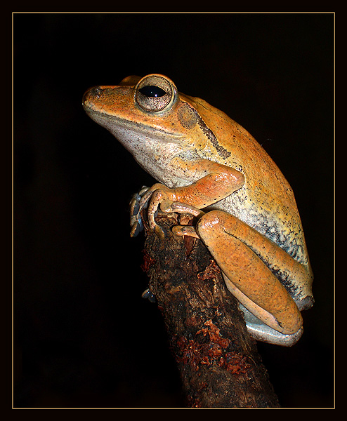 photo "Monument" tags: portrait, nature, wild animals