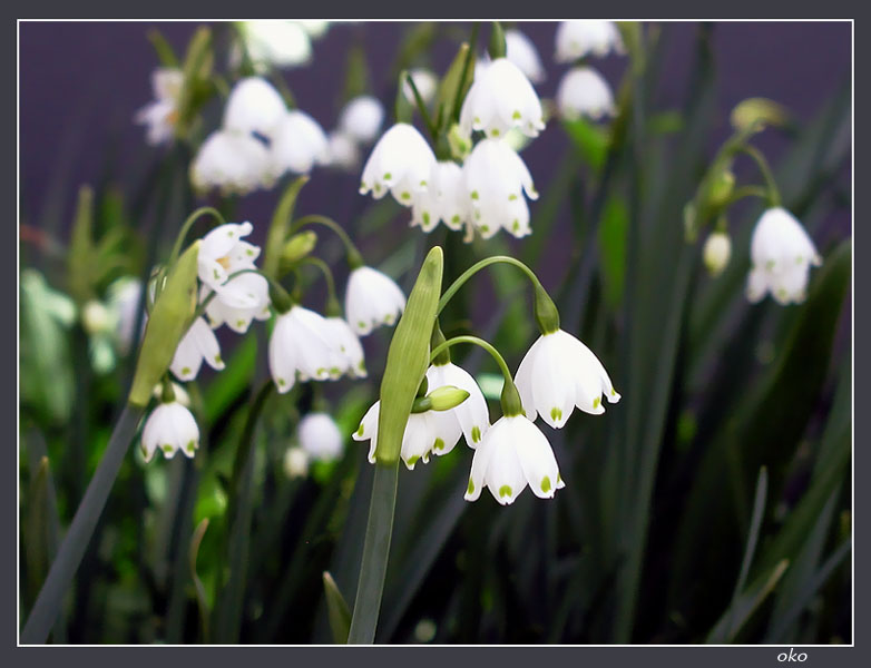 photo "Flowers 2" tags: nature, macro and close-up, flowers