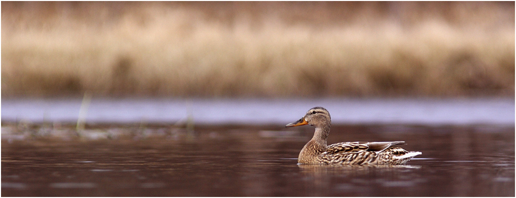 photo "Duckorama" tags: nature, wild animals