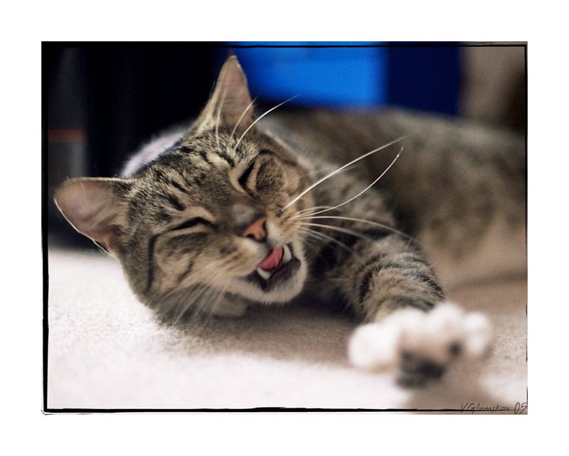 фото "Cat the Kot" метки: природа, домашние животные
