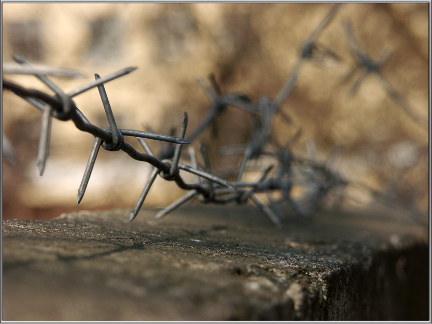 photo "Endless..." tags: macro and close-up, still life, 