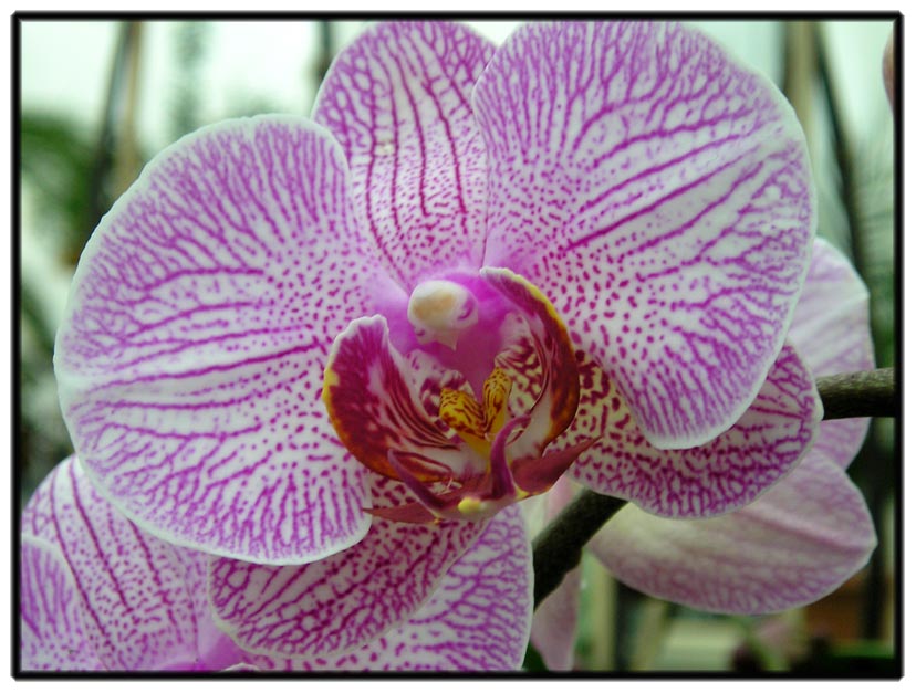 photo "Orchidea-1" tags: nature, flowers