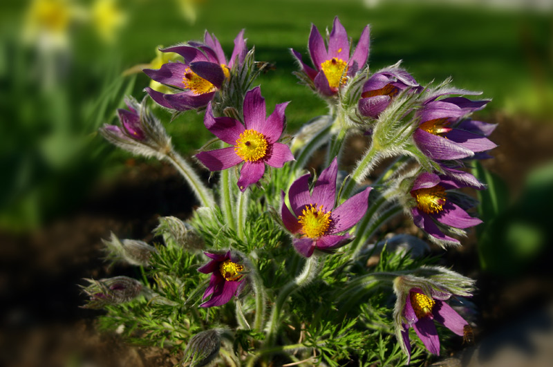 photo "sasanki" tags: nature, flowers