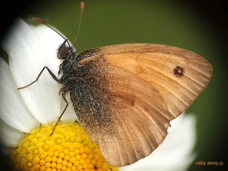 photo "Ordinary, but graceful" tags: macro and close-up, nature, insect