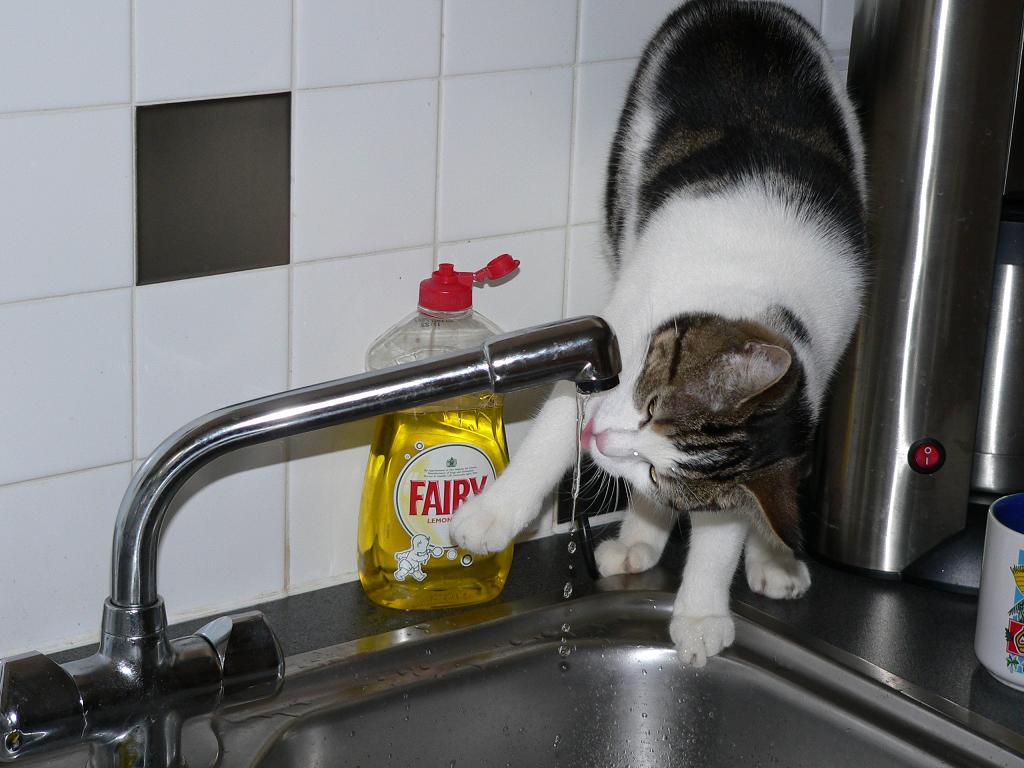 photo "Fresh water is best" tags: nature, pets/farm animals