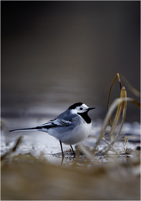 photo "Wagtail" tags: nature, wild animals