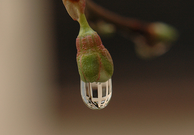 photo "KROPELKA" tags: macro and close-up, 