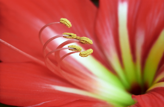 photo "Elegance..." tags: macro and close-up, nature, flowers