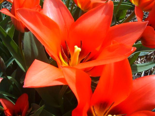фото "Red flower" метки: макро и крупный план, 