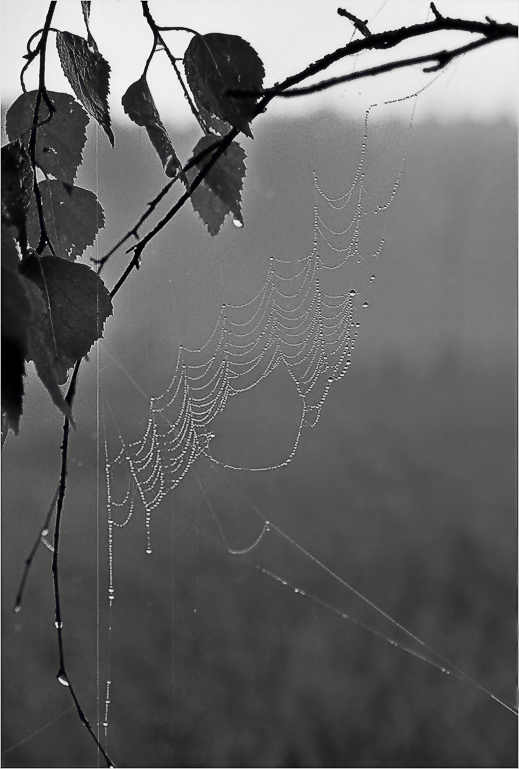photo "Web - destiny" tags: genre, 