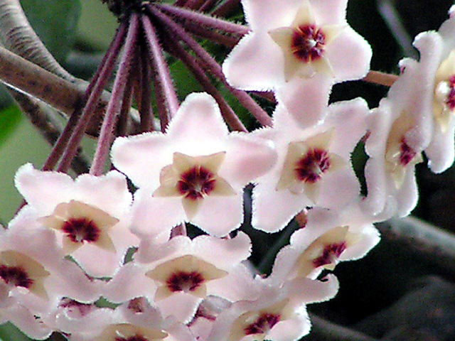 photo "White star" tags: nature, flowers