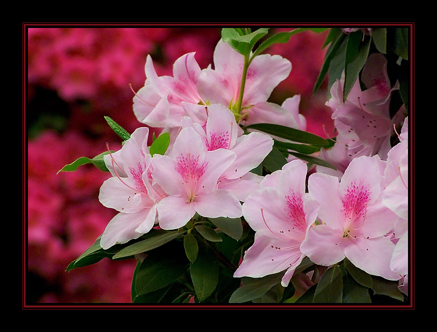 photo "***1" tags: nature, macro and close-up, flowers