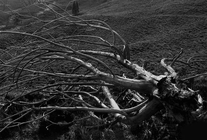 photo "tree" tags: landscape, black&white, 