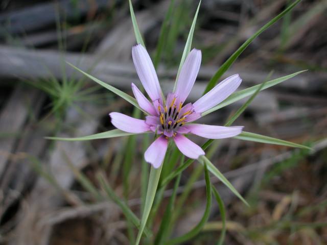 photo "wild flower" tags: nature, flowers