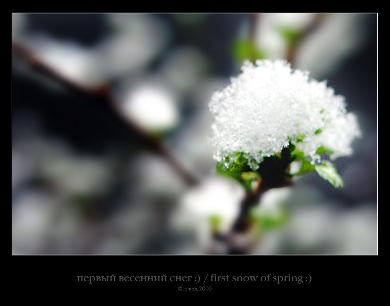 photo "first spring snow :)" tags: macro and close-up, still life, 