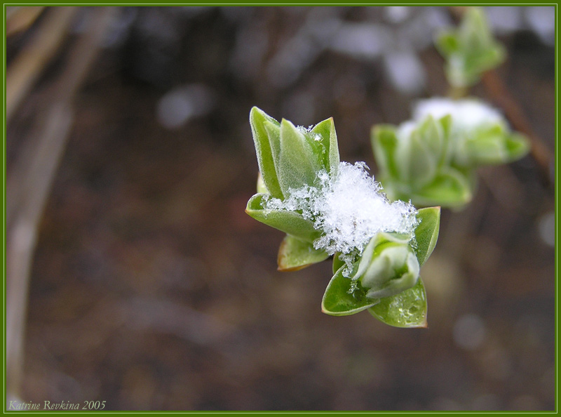 photo "Last snow" tags: landscape, macro and close-up, spring