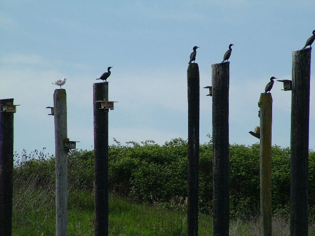 photo "Who Invited Larry?" tags: humor, nature, wild animals