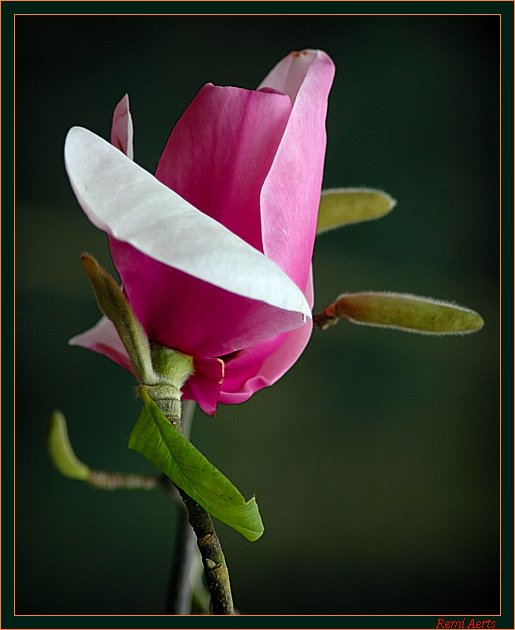 photo "it is spring" tags: nature, macro and close-up, flowers