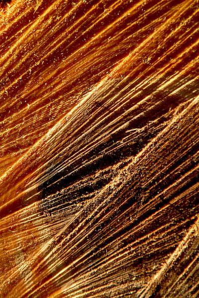 photo "Tree structure" tags: abstract, nature, 