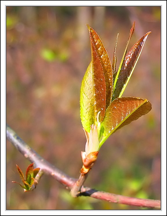 photo "About spring" tags: macro and close-up, landscape, spring