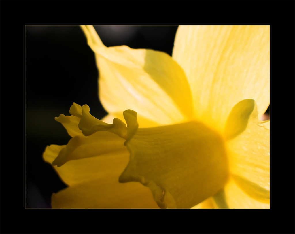 photo "Narcissus" tags: macro and close-up, nature, flowers