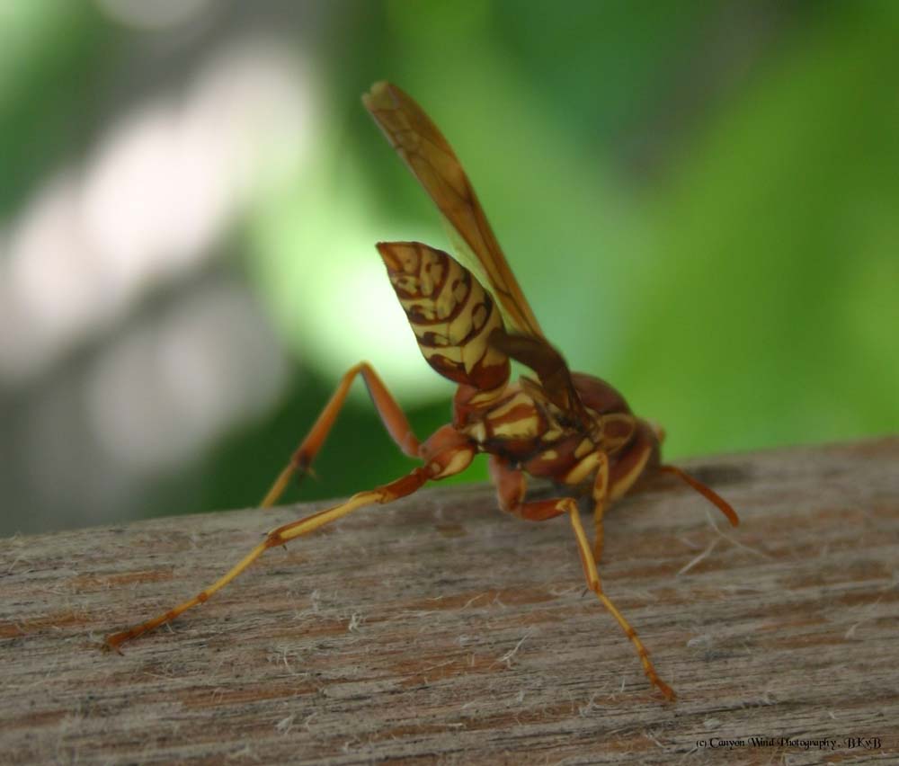 photo "Hey Buddy , kiss my a** !" tags: nature, macro and close-up, insect