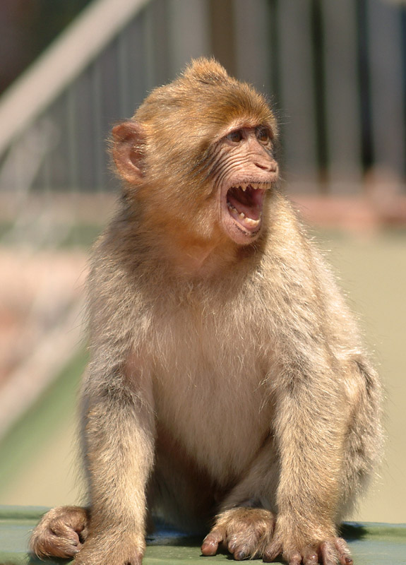 photo "monkey`s anger" tags: travel, nature, Europe, wild animals