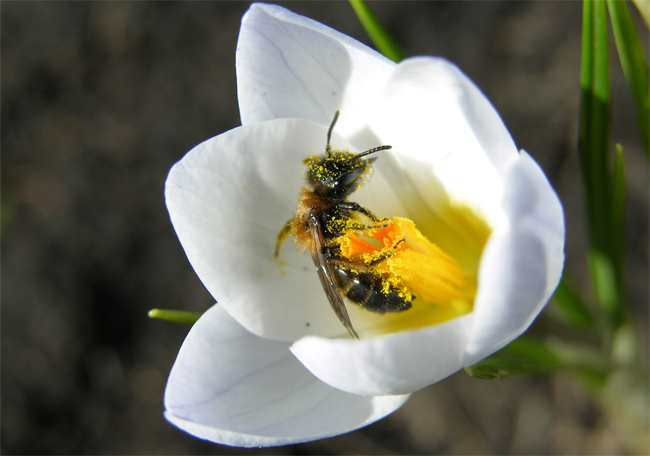photo "What for life need?" tags: macro and close-up, nature, insect