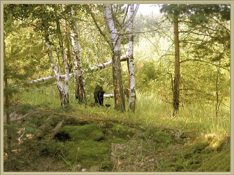 photo "n/n" tags: landscape, forest, summer