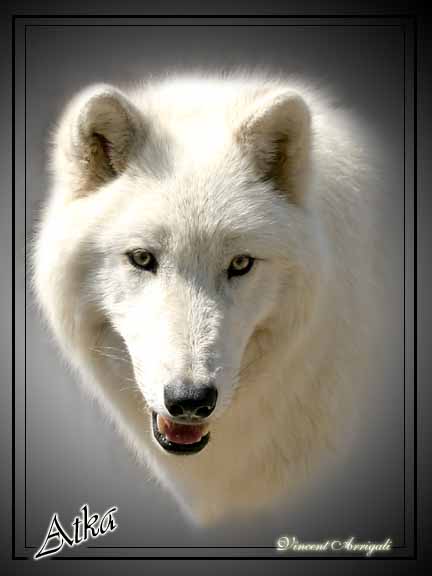 photo "Atka, male Wolf" tags: nature, wild animals