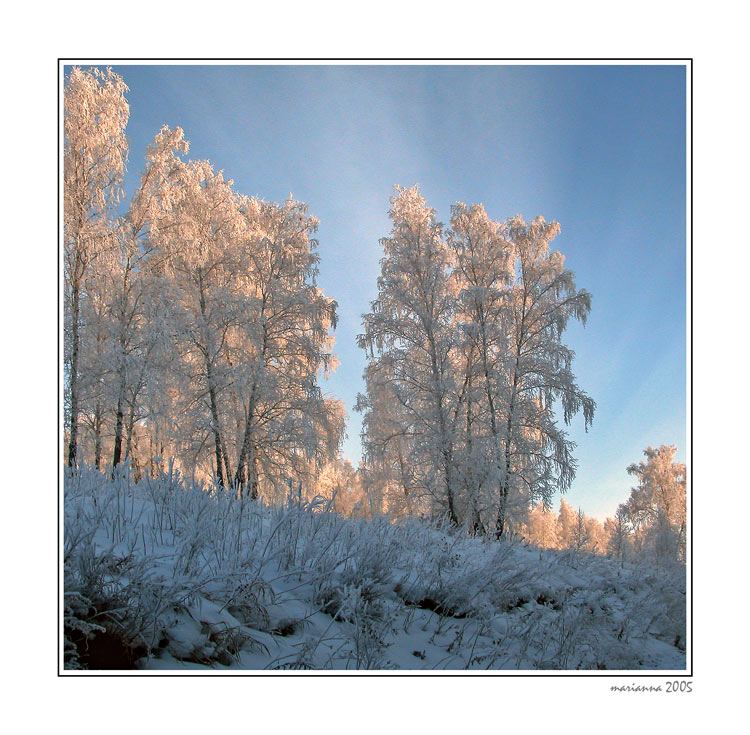 photo "Winter" tags: landscape, forest, winter