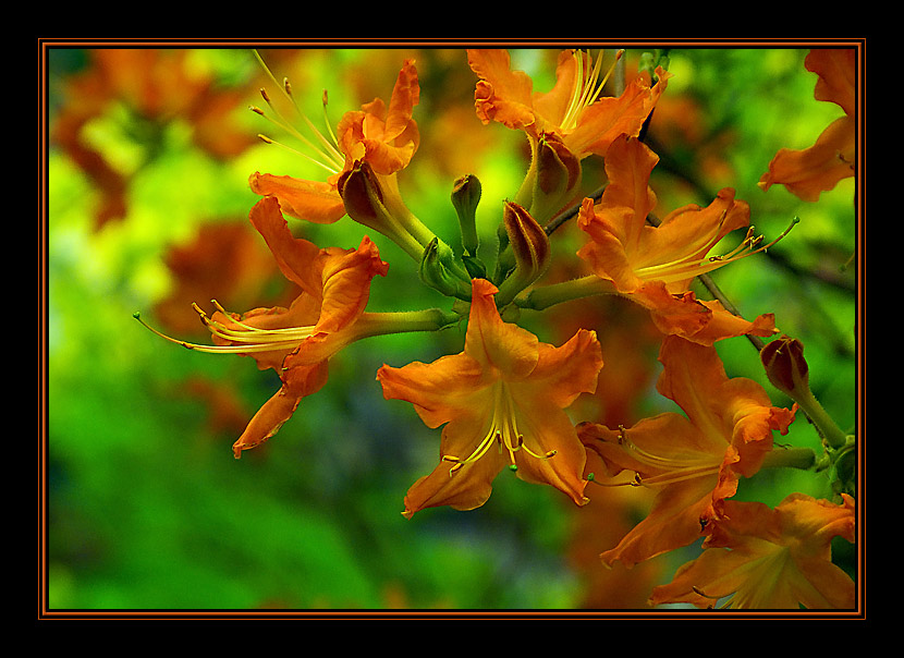 photo "***2" tags: nature, macro and close-up, flowers