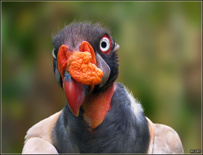 photo "King Vulture" tags: nature, wild animals