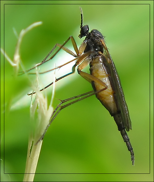 фото "~Рогохвост~" метки: макро и крупный план, природа, насекомое