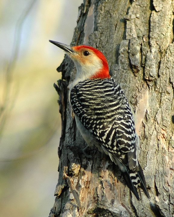 photo "woodpecker" tags: nature, wild animals