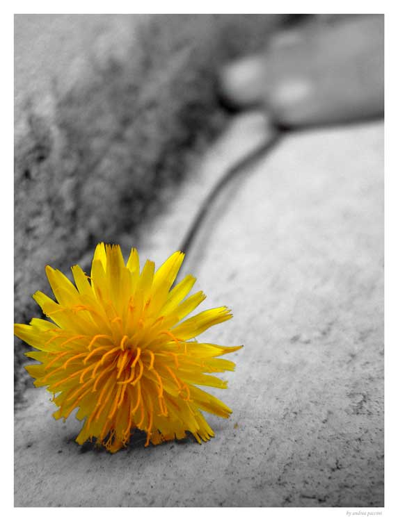 photo ""Alone"" tags: macro and close-up, 