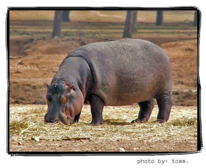 photo "Feast" tags: nature, wild animals