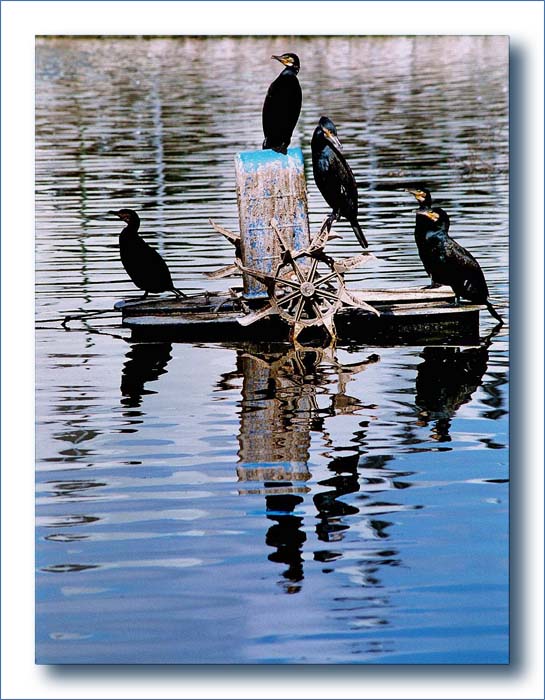 photo "To pipe all hands on deck" tags: nature, wild animals