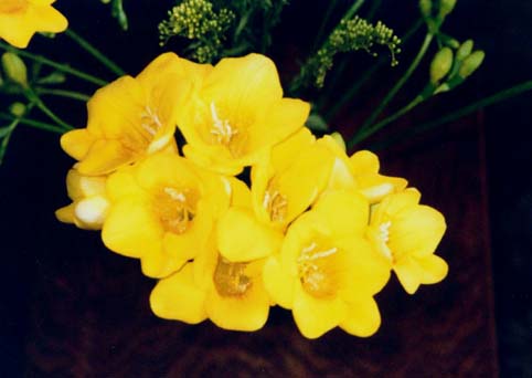 фото "Freesias" метки: природа, цветы