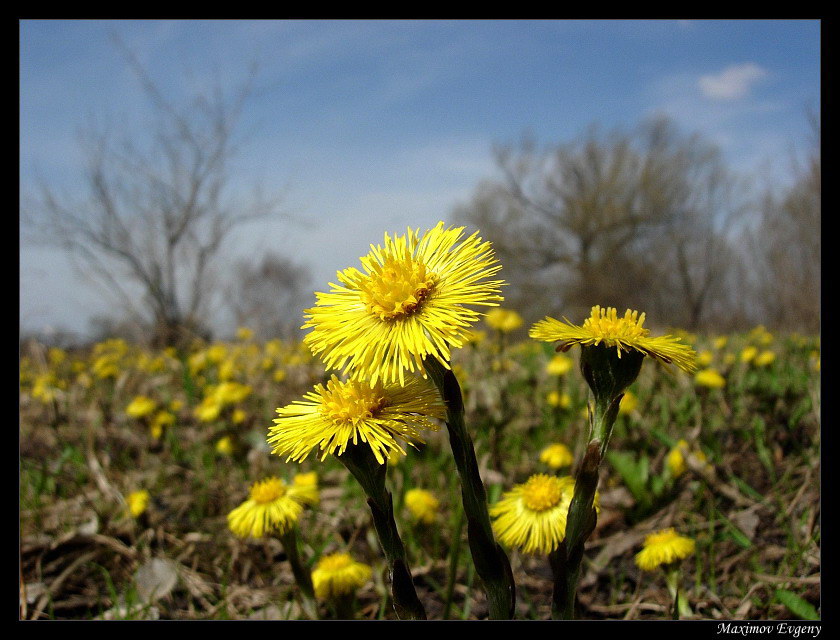 photo "Spring first-borns" tags: misc., nature, flowers