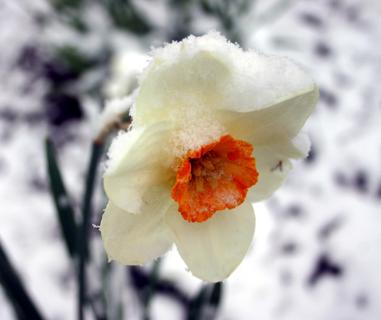 photo "Spring" tags: macro and close-up, nature, flowers