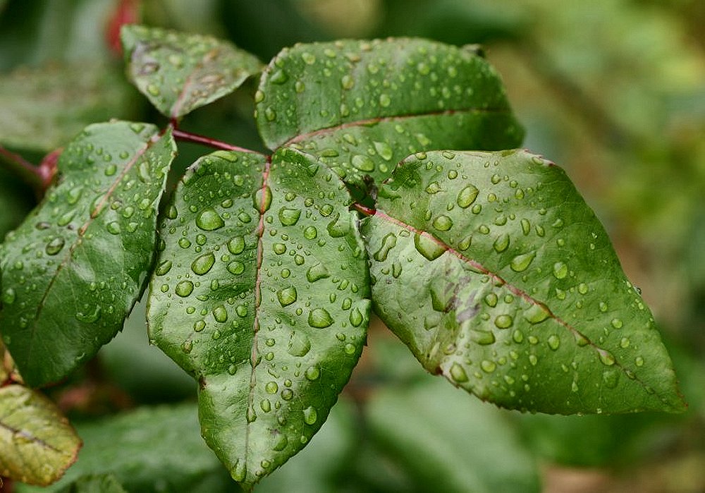photo "After raining" tags: nature, flowers