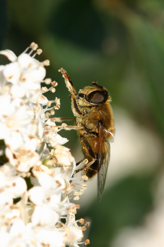 photo "Bee #1" tags: nature, macro and close-up, insect