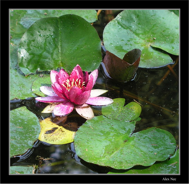 photo "rose water lily" tags: nature, macro and close-up, flowers