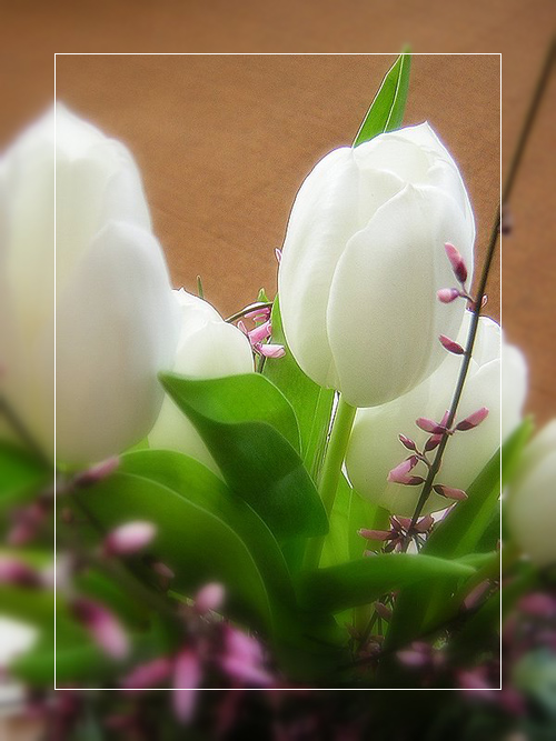 photo "Valentine" tags: still life, nature, flowers