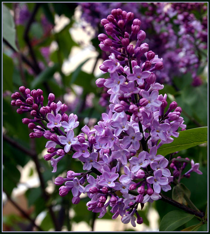 photo "Lilac" tags: nature, macro and close-up, flowers